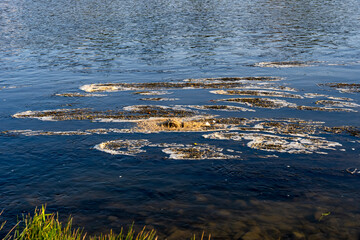 Dirty foam on the water in the river , formed by pollutants on the water 