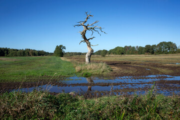 Dead tree and swamp at Ballooërveld. Gasteren, Rolde en Loon. Drente Netherlands. Aa en Hunze.