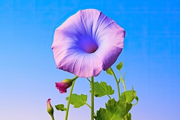 Morning Glory Flower with blue sky.