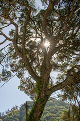 Obraz premium arvore solar