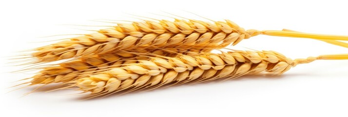  Wheat ears isolated on white background.