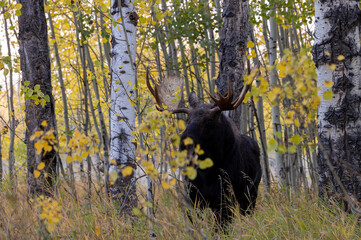 Bull Moose During the Rut in Wyoming in Auutmn