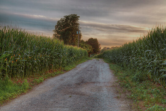 Gravel Road through a Corn Field.  Corn growing on both sides of a gravel road  that tunnels through this field.  Scott County Missouri 