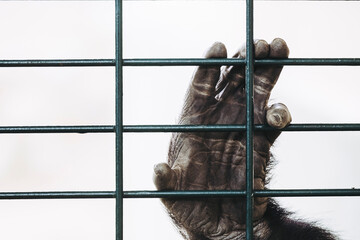 Main d'un gorille des plaines accrochée aux barreaux d'une cage - obrazy, fototapety, plakaty