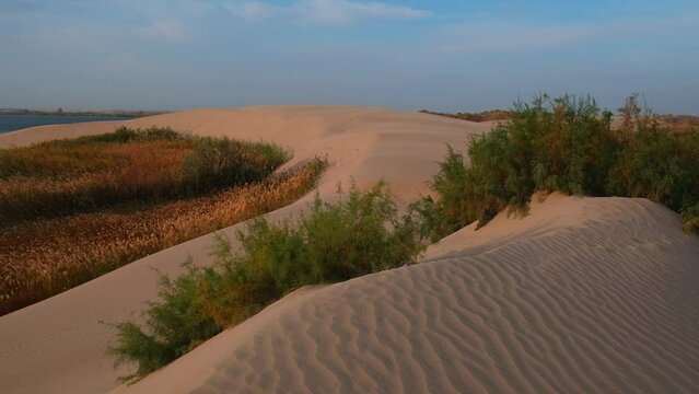 sand dune on the shore of a lake with saxaul bushes and yellow pampas grass. Wooden lake in the steppes of Kazakhstan