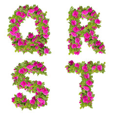 Illustration of pink wild rose flowers alphabet  - letters Q-T