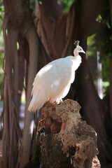A white peacock brushing feathers