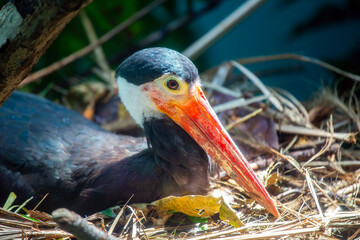 Storm's Stork (Ciconia stormi)
