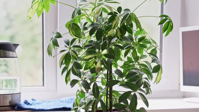 Scheffler's home plant stands near the window and its leaves move