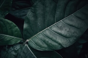 Nature Concept. layout with texture a green leaf close-up wallpaper background,nature wallpaper background 