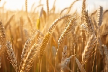 Spikes of ripe wheat in sun close-up with soft focus,Earwheats wallpaper background