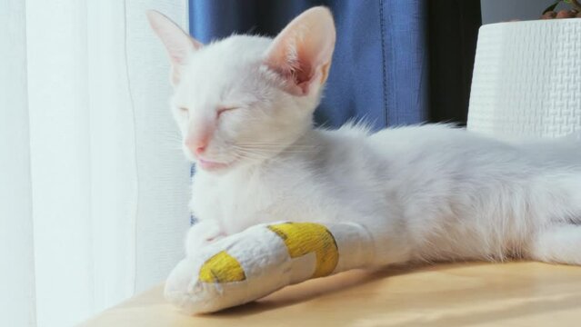 A white kitten with an injured front ankle and a soft cast on the front leg walked and slept on a wooden table in the house. Behind it is a navy blue curtain and a white light-filtering cloth.