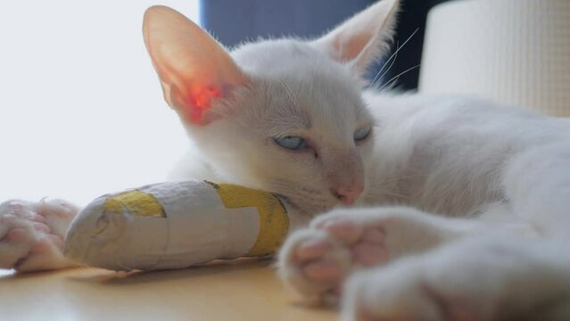 A white kitten with an injured front ankle and a soft cast on the front leg walked and slept on a wooden table in the house. Behind it is a navy blue curtain and a white light-filtering cloth.