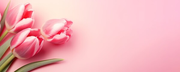 beautiful tulips on a pink background. generative AI