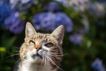 Porträt einer getigerten Hauskatze im Garten