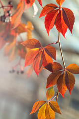 Obraz premium Jesienne liście. Winobluszcz.