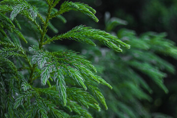 杉の葉のクローズアップ