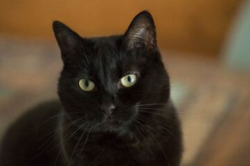 Porträt einer schwarzen Hauskatze