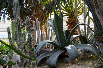 Cactus garden. Lots of different cacti in the greenhouse. Exhibition of an exotic collection of cacti. Germany, Essen, Grugapark.