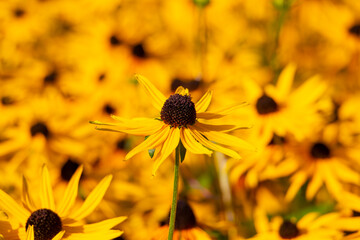 Beautiful flowers of rudbeckia. Yellow flowers on a yellow background. High quality photo