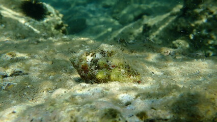 Southern oyster drill or Redmouthed rocksnail (Stramonita haemastoma) undersea, Aegean Sea, Greece, Halkidiki