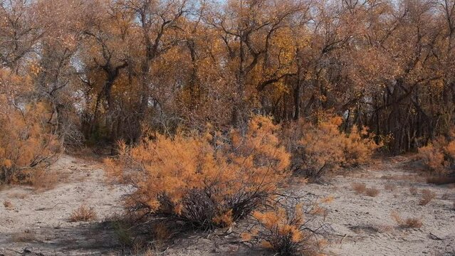 Unique plants, saxaul and a relic poplar Turanga in the arid steppe or desert of Kazakhstan in autumn.