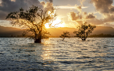 Silhouette shot of trees in the water during sea high tide with stunning sunset shining through the...