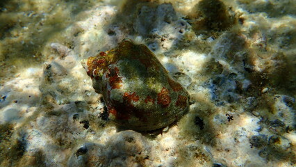 Fototapeta na wymiar Southern oyster drill or Redmouthed rocksnail (Stramonita haemastoma) undersea, Aegean Sea, Greece, Halkidiki