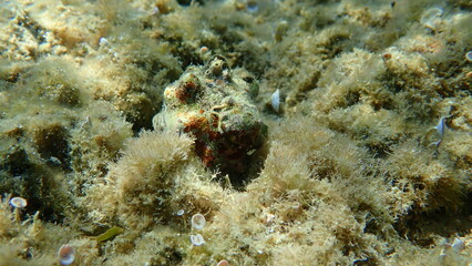Naklejka na ściany i meble Southern oyster drill or Redmouthed rocksnail (Stramonita haemastoma) undersea, Aegean Sea, Greece, Halkidiki