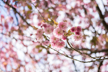 Beautiful pink Cherry Blossom or Sakura in spring time