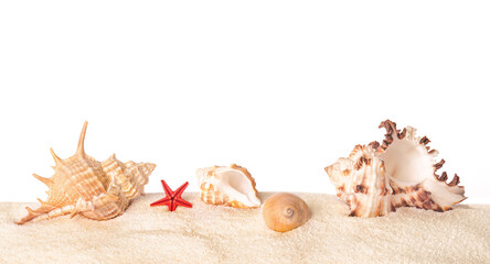 Large beautiful sea shells and a starfish with sand on white background