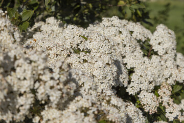 Fleurs de Viburnum tinus	