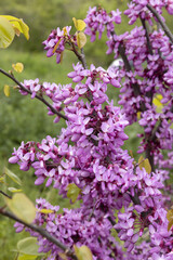 Gros plan des fleurs d'un arbre de Judée	