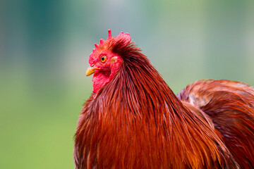 Portrait of a brown rooster Cochin Chicken. High quality photo