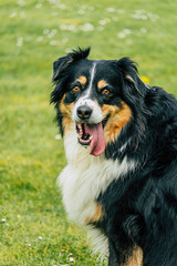 australian shepherd dog