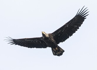 a large eagle flying across a gray sky with outstretched wings