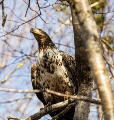 Obraz premium Closeup of a majestic Bald Eagle on a tree branch