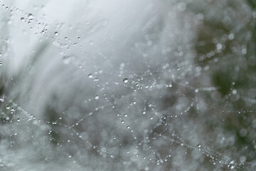 Dew drops on web threads - natural abstraction, backgrounds, textures. The spider web with dew...
