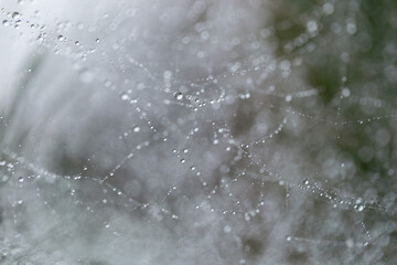 Dew drops on web threads - natural abstraction, backgrounds, textures. The spider web with dew...