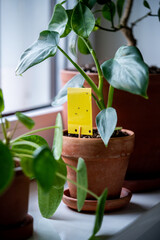 Fungus gnats stuck on yellow sticky trap closeup. Non-toxic flypaper for Sciaridae insect pests...