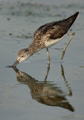 Closeup of a Common Greenshank feeding at Arad coast of Bahrain