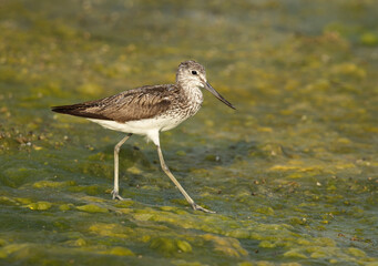 Closeup of a Common Greenshank on green at Arad coast of Bahrain