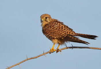 Common Kestrel perched on acacia tree at Jasra,  Bahrain