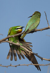 Blue-cheeked bee-eaters perched on acacia tree at Jasra, Bahrain. One of them stretching its wings
