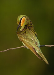 Blue-cheeked bee-eater preening, perched on acacia tree at Jasra, Bahrain