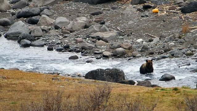 Ezo brown bear in Shiretoko Utoro, Hokkaido