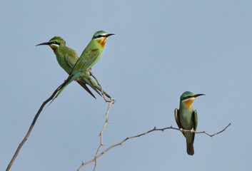 Blue-cheeked bee-eaters at Jasra, Bahrain