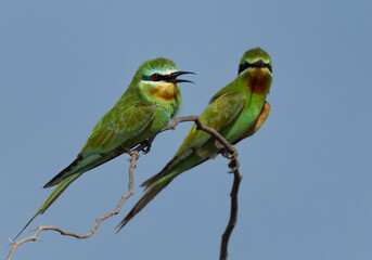 A pair of Blue-cheeked bee-eater perched on acacia tree at Jasra, Bahrain