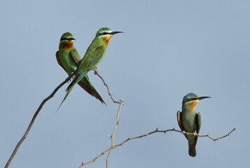 Blue-cheeked bee-eaters perched on acacia tree at Jasra, Bahrain