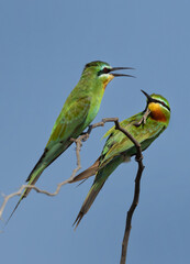 Blue-cheeked bee-eaters perched on acacia tree at Jasra, Bahrain